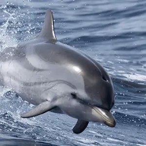 Sortie Whale Watching: A la rencontre de la Vie Sauvage Dauphin en Whale Watching